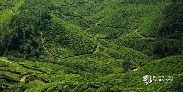 Munnar Kerala