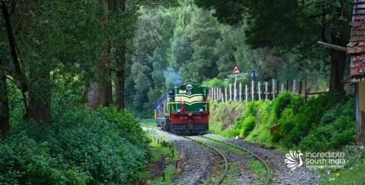 South India Wildlife Safari