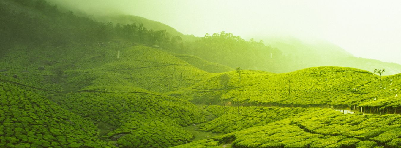 Hill stations and tea plantations across South India